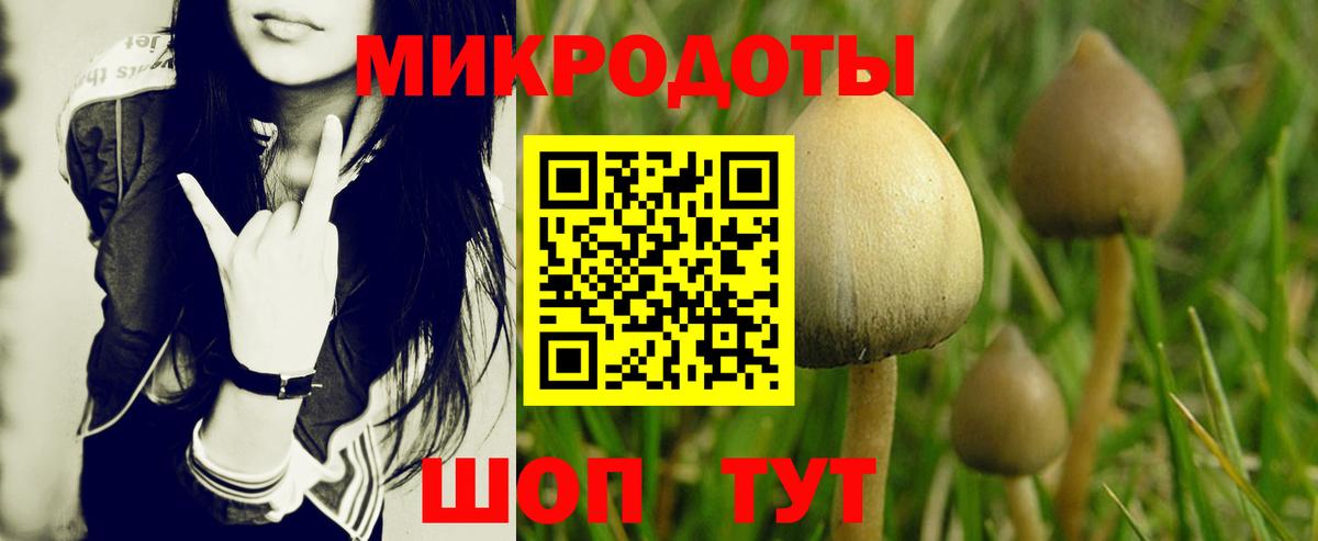 Галлюциногенные грибы Cubensis Лесной